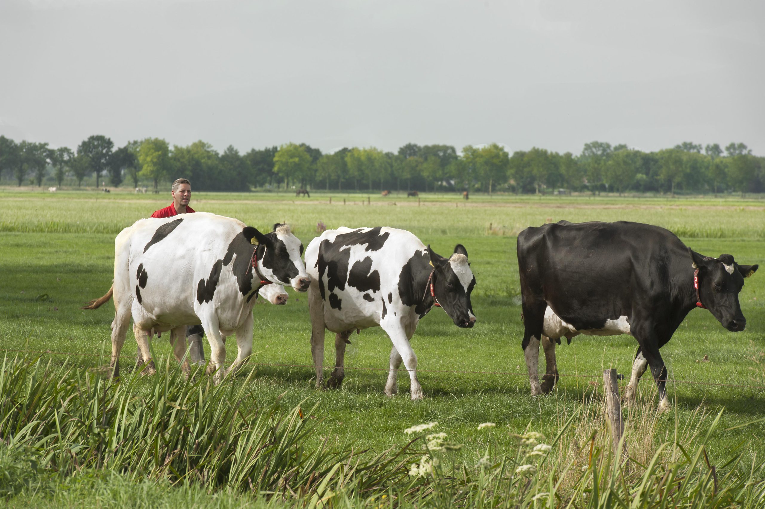 Diergezondheid & Dierenwelzijn