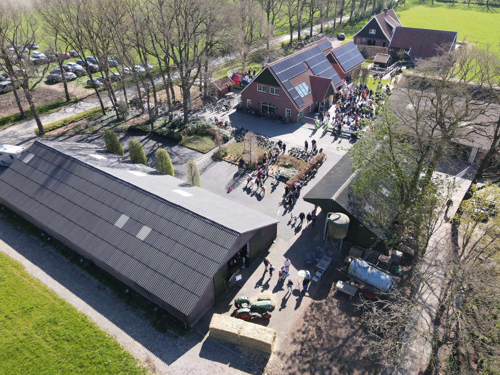 Cow dance in Geesteren