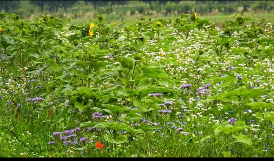 Biodiversiteit & milieu