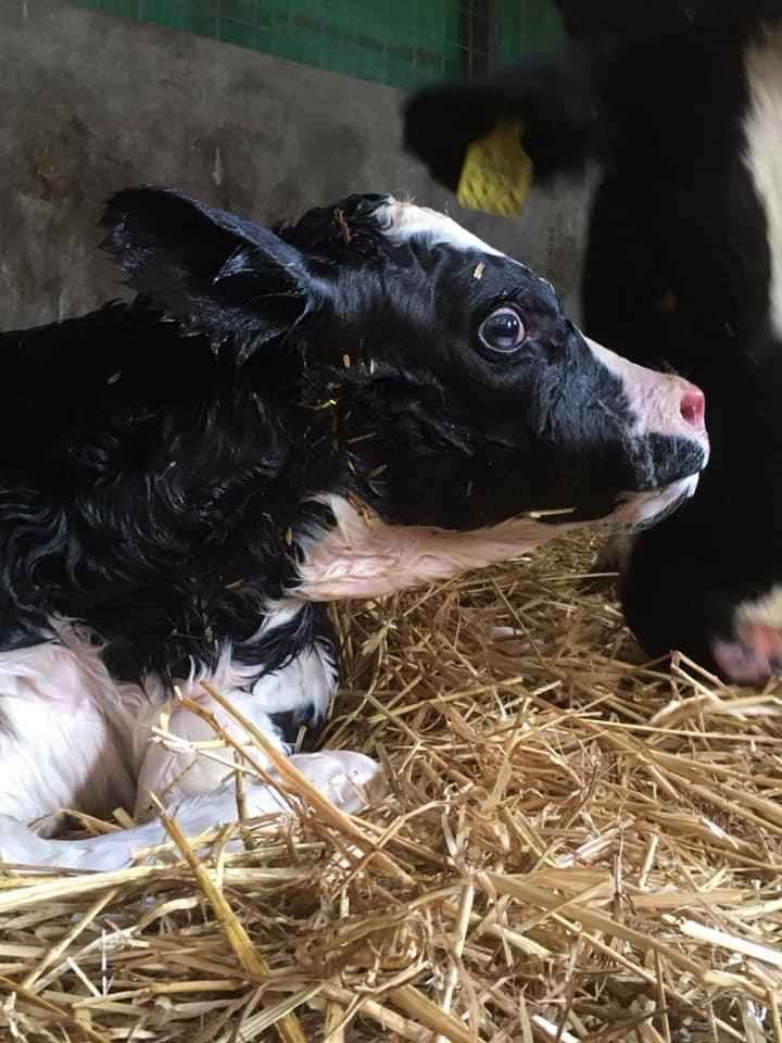 Diergezondheid & Dierenwelzijn