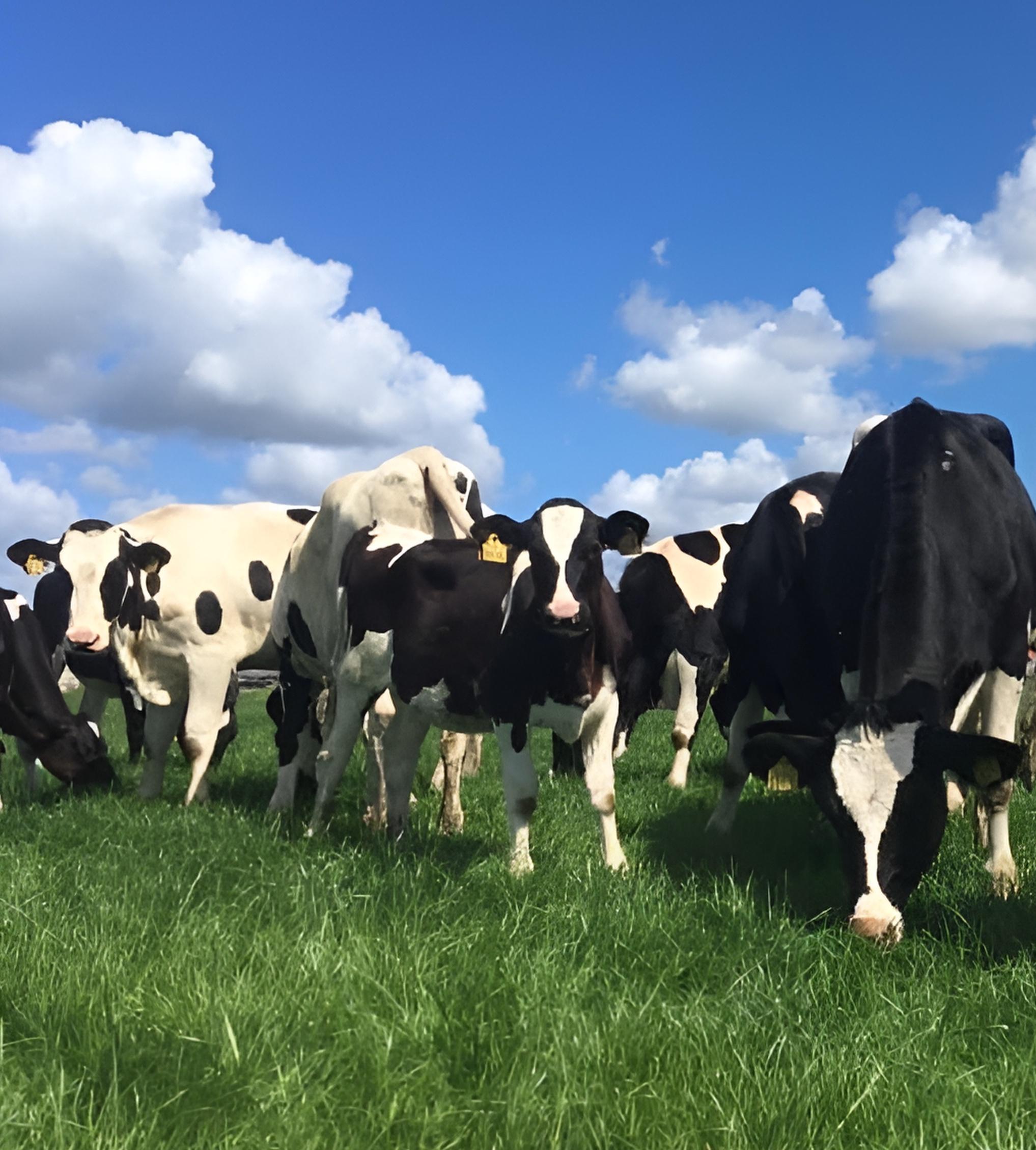 Diergezondheid & Dierenwelzijn