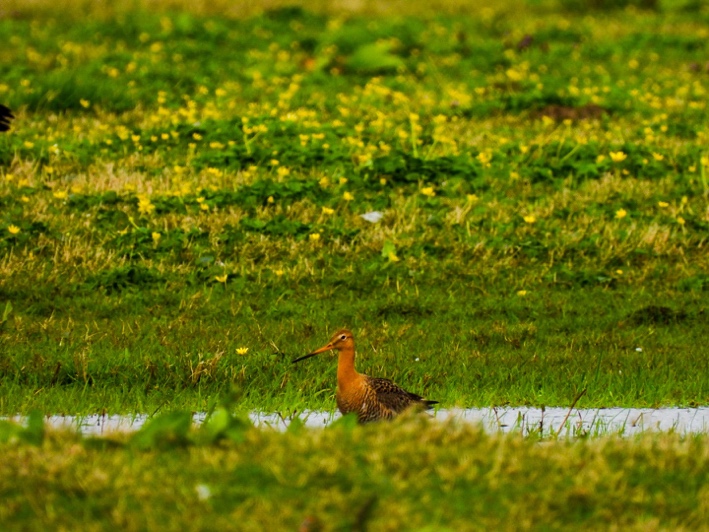 Biodiversiteit & milieu