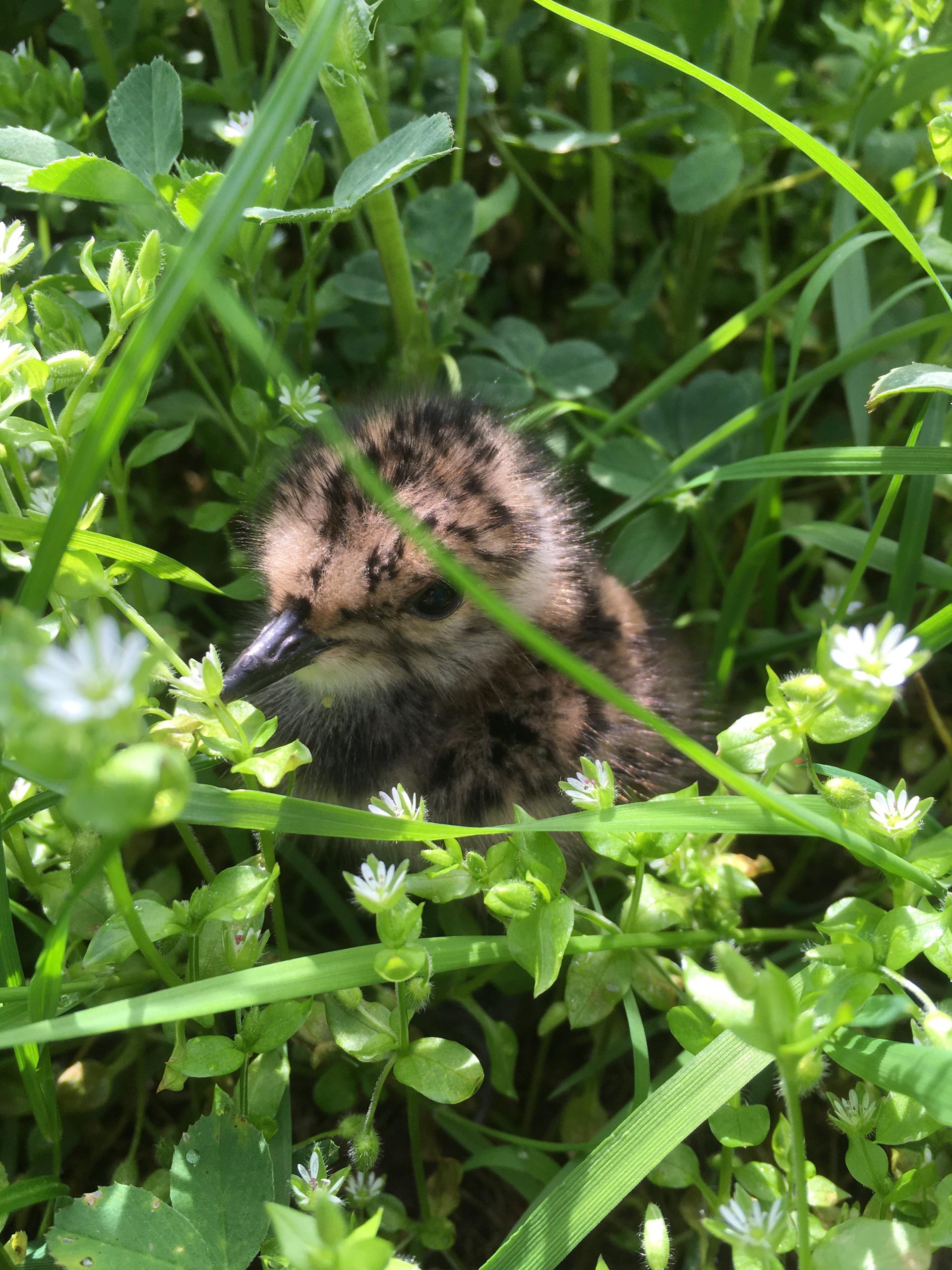 Diergezondheid & Dierenwelzijn